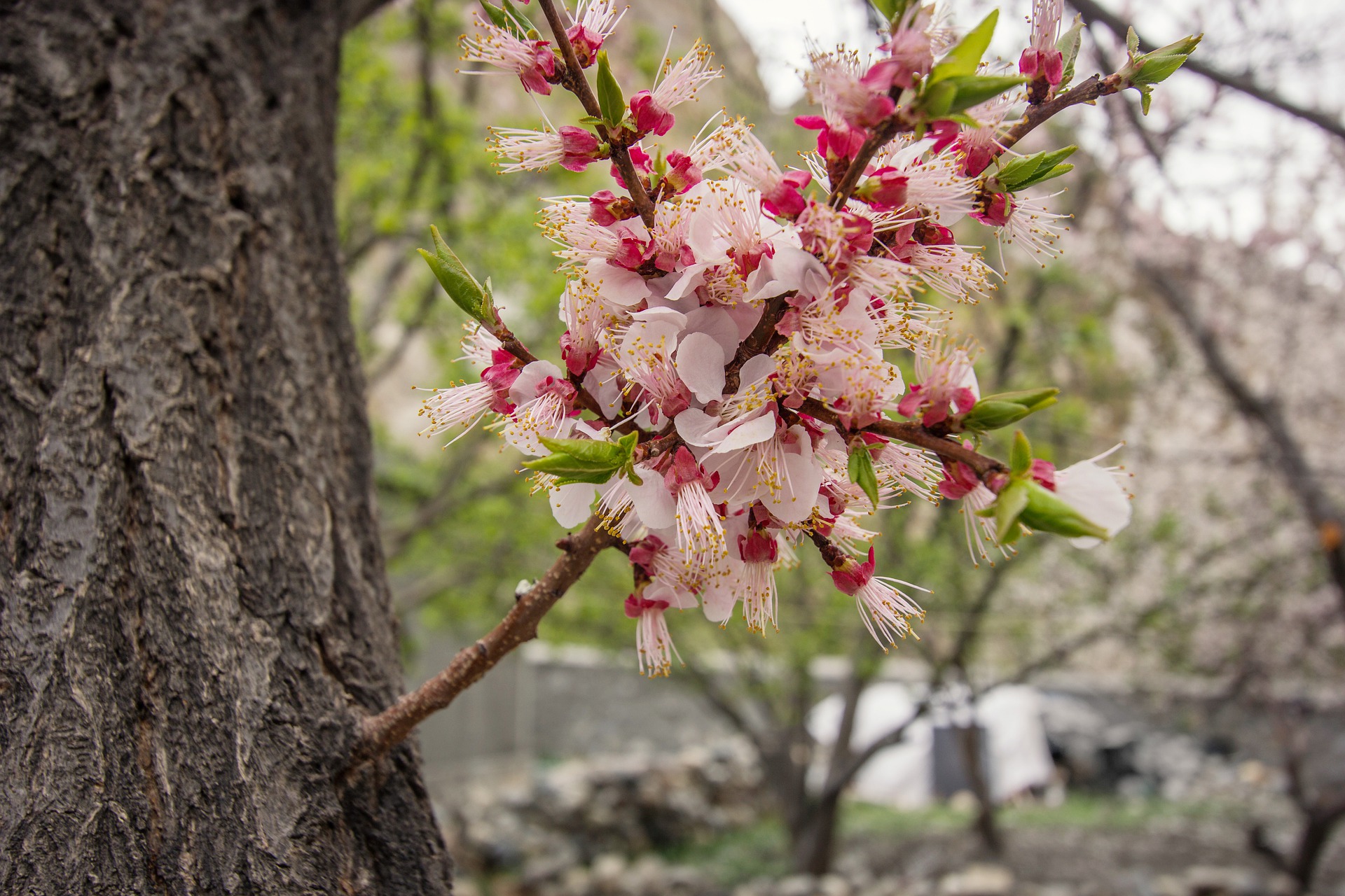 Blossoms after winter. Сакура Дикая вишня. Дикая черешня цветет. Дикая вишня цветет. Цветущая вишня картинки.